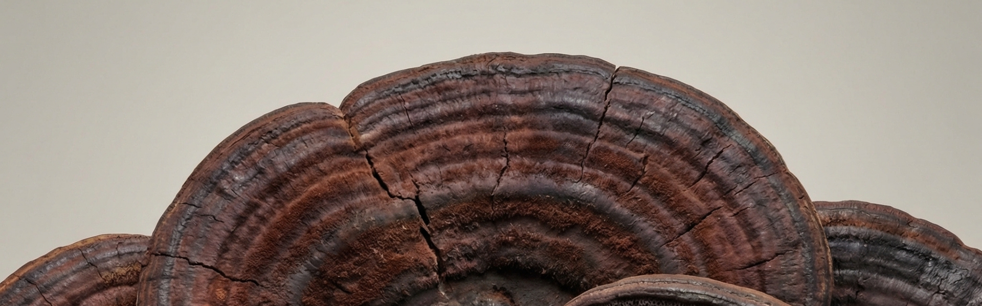 The Definitive Guide to Functional Mushrooms: What the Science Actually Says
