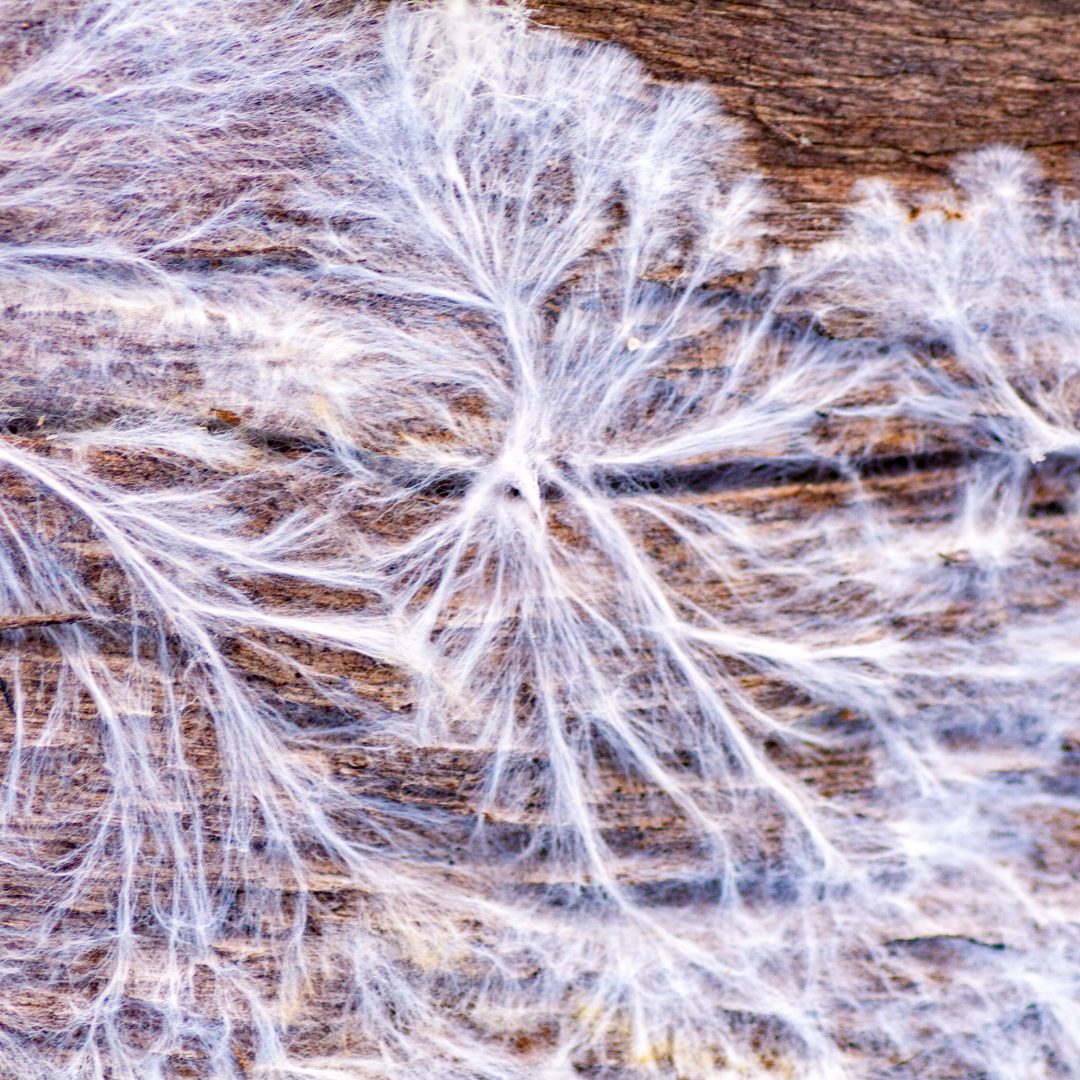 Cultivating Chaga Mushrooms in the Lab: A Future of Sustainable Growth