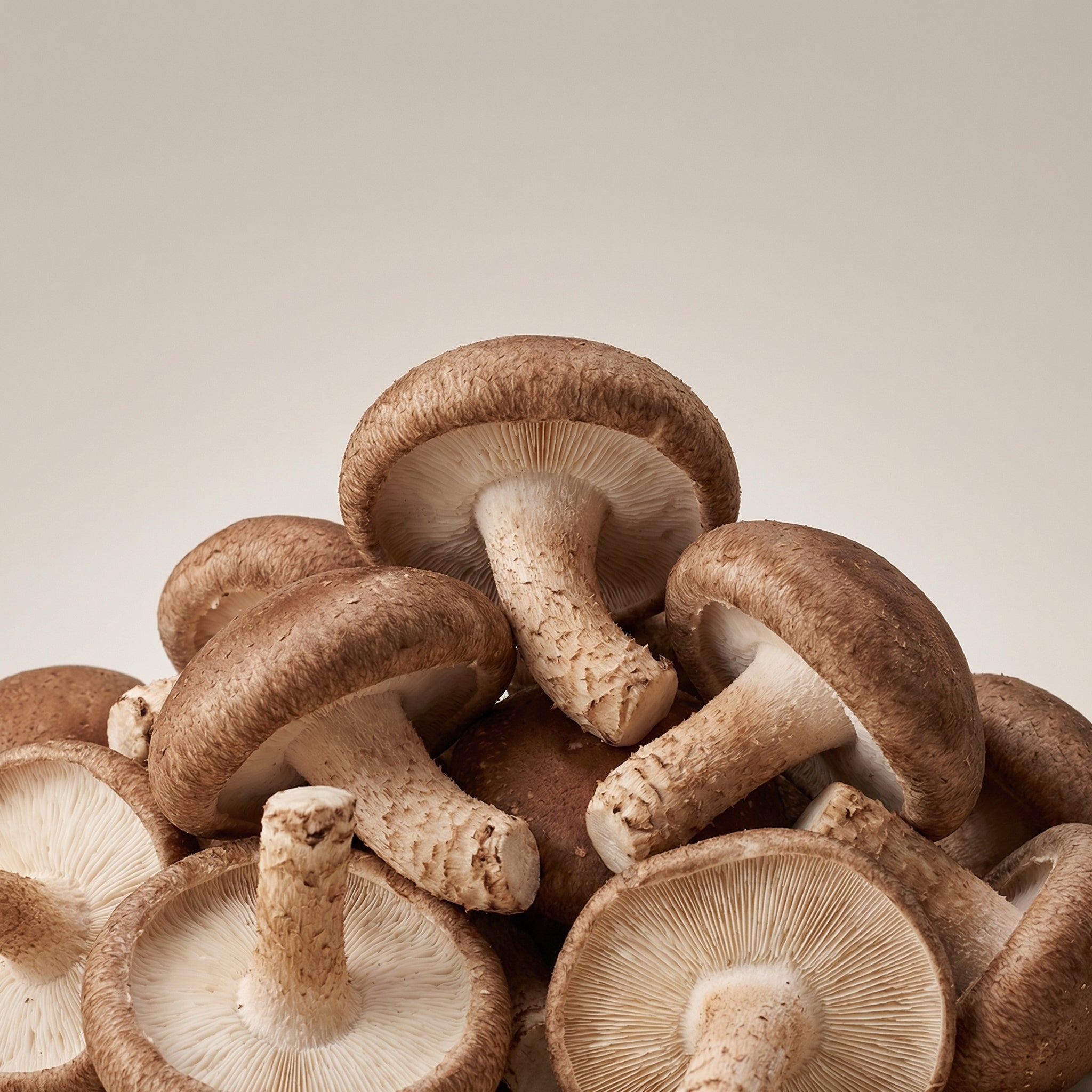 Shiitake