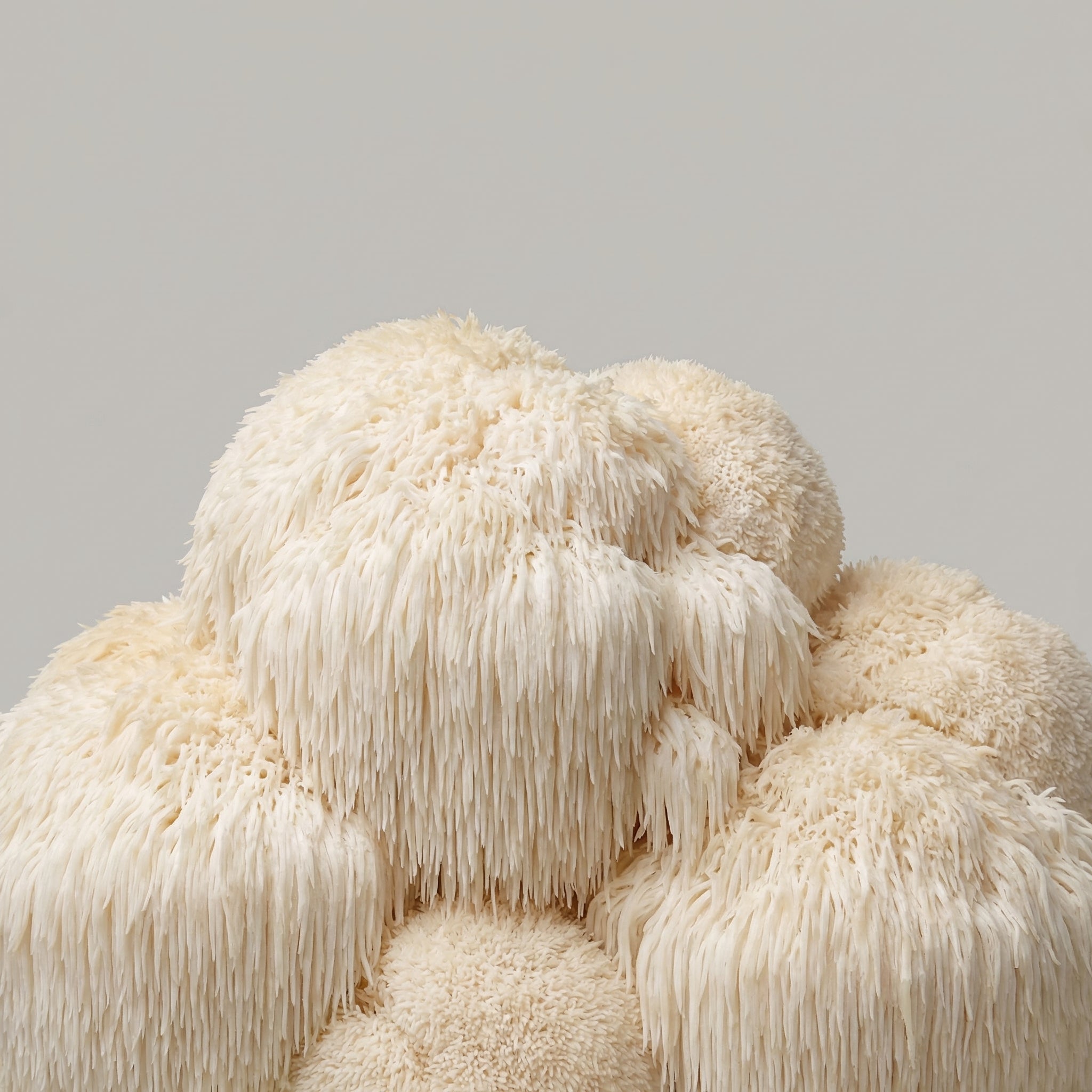 Close-up of white lion's mane mushrooms on a gray background